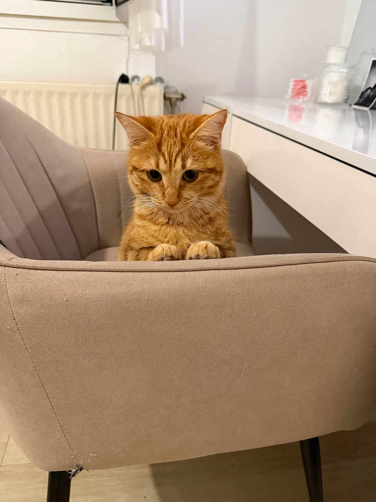 Calie participe au concours pour gagner de l'argent avec cette photo : cat, ginger_cat, indoor, chair, furniture, curious, pet, paws, cozy, home, desk, container, radiator, beige, cute, animal, fur, whiskers, looking_down, resting