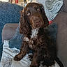 dog, spaniel, brown_dog, white_chest, curly_fur, long_ears, sitting, pet, sofa, couch, blanket, cushion, indoors, living_room, home, portrait, looking_at_camera, floppy_ears, cozy, animal