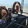 dogs, spaniels, pets, beach, seaside, ocean, sand, wagon, cart, tent, outdoors,  여행, harnesses, sitting, portrait, animals, vacation, summer, coastline, travel
