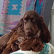 Anya a rejoint le concours — aidez-le/la à gagner de superbes lots ! dog, brown_dog, spaniel, long_hair, floppy_ears, pet, animal, portrait, close_up, sitting, lying_down, indoors, blanket, patterned_fabric, colorful_background, cozy, alert, serious_expression, dark_eyes, fur