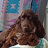 dog, brown_dog, spaniel, long_hair, floppy_ears, pet, animal, portrait, close_up, sitting, lying_down, indoors, blanket, patterned_fabric, colorful_background, cozy, alert, serious_expression, dark_eyes, fur