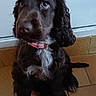 dog, puppy, curly_hair, brown_fur, black_fur, pink_bow, pink_collar, sitting, portrait, pet, animal, floppy_ears, long_ears, white_chest, paws, tail, indoors, tiled_floor, adorable, closeup