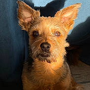 Daemon participe au concours pour gagner de l'argent avec cette photo : dog, pet, small_dog, brown_fur, ears, shadow, sunlight, indoor, portrait, looking, attentive, furry, closeup, animal, cute, canine, face, whiskers, alert, sitting