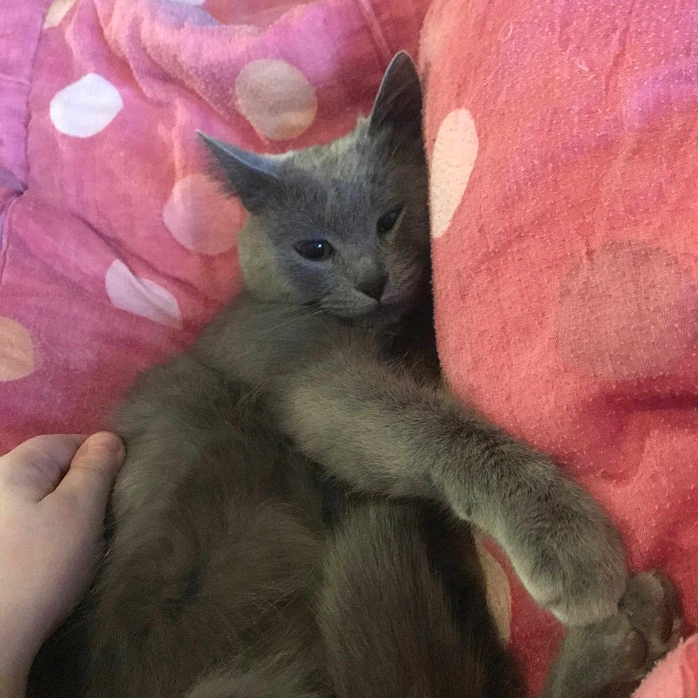 Nanouille