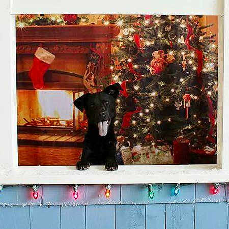 Lucky is registered to the contest to win money with this photo: