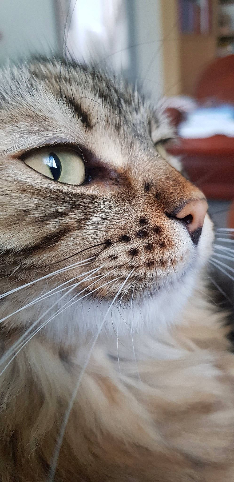 Loki a rejoint le concours — aidez-le/la à gagner de superbes lots !