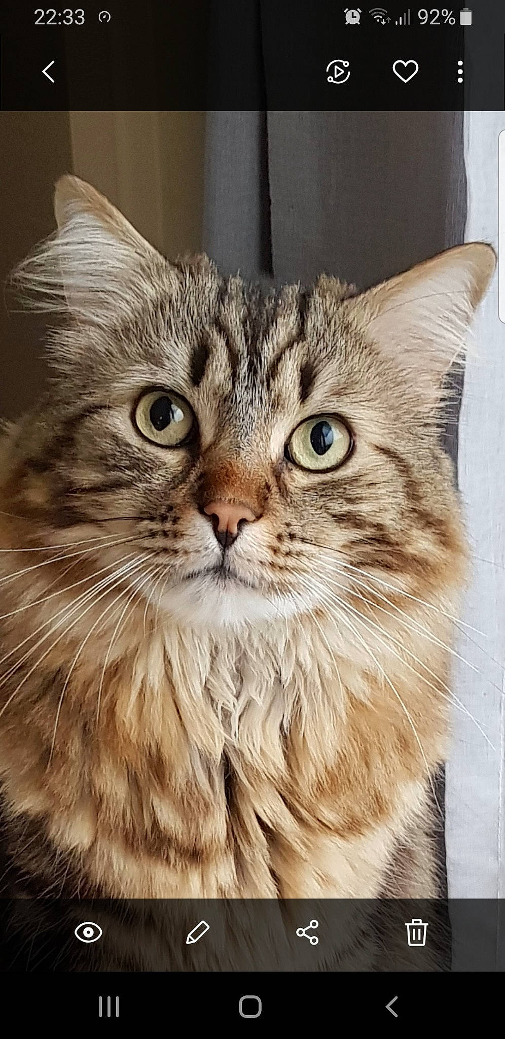 Loki a rejoint le concours — aidez-le/la à gagner de superbes lots !