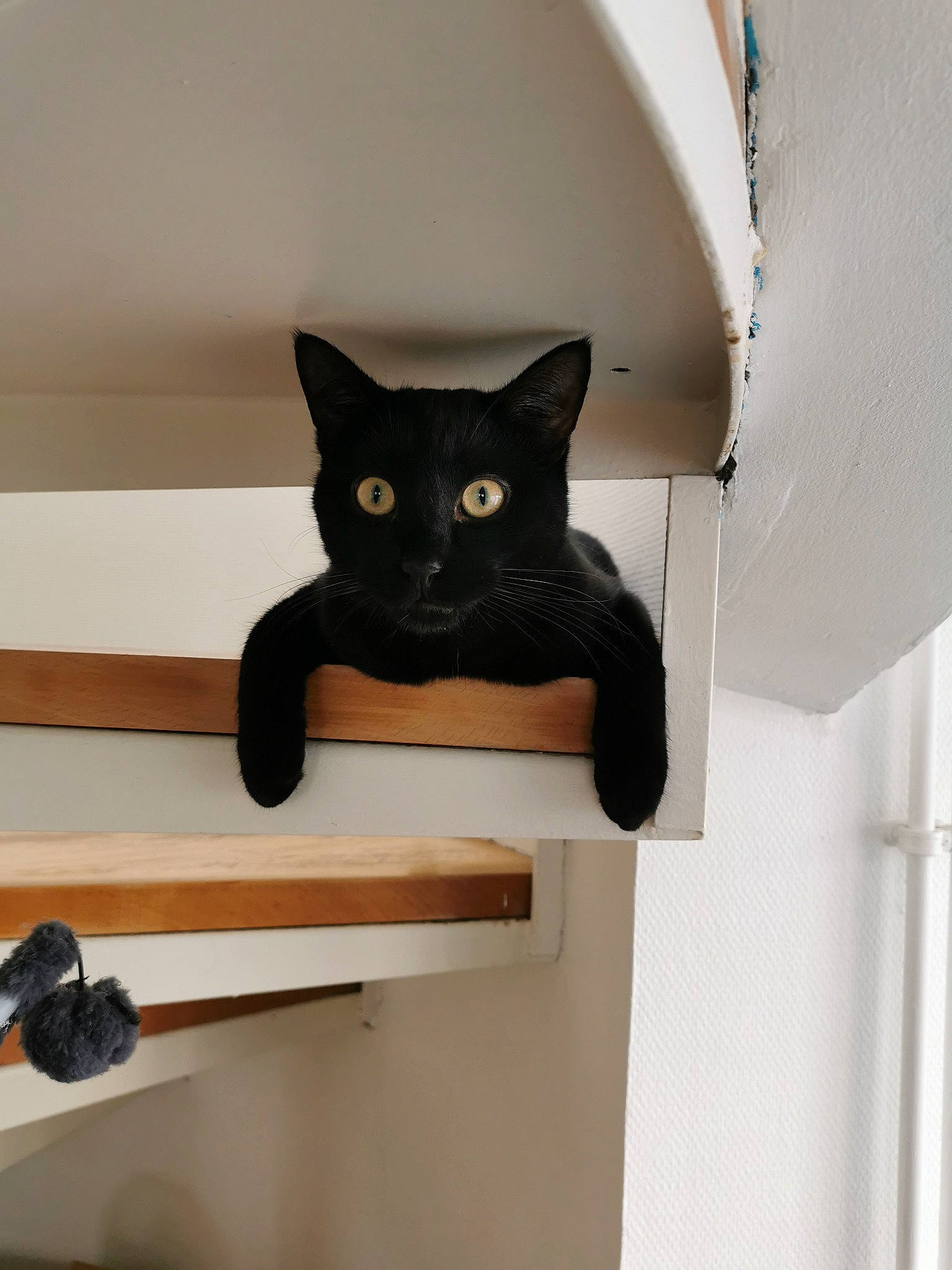 Pulco a rejoint le concours — aidez-le/la à gagner de superbes lots ! black_cat, bombay, carnivore, cat, domestic_short_haired_cat, felidae, fixture, grey, room, small_to_medium_sized_cats, snout, tail, whiskers, window, wood