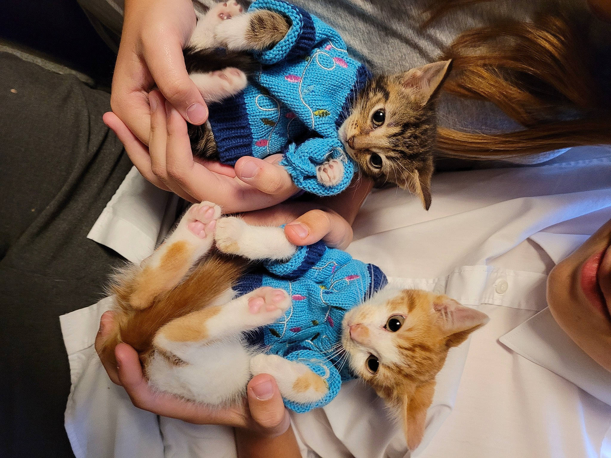 Simba And Daisy joined the competition — help win amazing prizes! carnivore, cat, child, claw, comfort, companion_dog, domestic_short_haired_cat, fashion_accessory, fawn, felidae, fur, gesture, hand, lap, mammal, nail, paw, small_to_medium_sized_cats, toy, whiskers