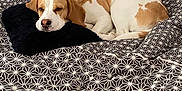 Lemon participe au concours pour gagner de l'argent avec cette photo : beagle, dog, sleeping, bed, pillow, blanket, geometric_pattern, black_and_white, resting, pet, indoors, cozy, fur, canine, animal, comfort, head, white, brown, relaxation
