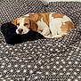 beagle, dog, sleeping, bed, pillow, blanket, geometric_pattern, black_and_white, resting, pet, indoors, cozy, fur, canine, animal, comfort, head, white, brown, relaxation