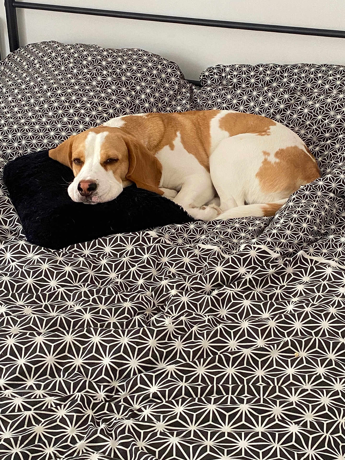 Lemon participe au concours pour gagner de l'argent avec cette photo : beagle, dog, sleeping, bed, pillow, blanket, geometric_pattern, black_and_white, resting, pet, indoors, cozy, fur, canine, animal, comfort, head, white, brown, relaxation