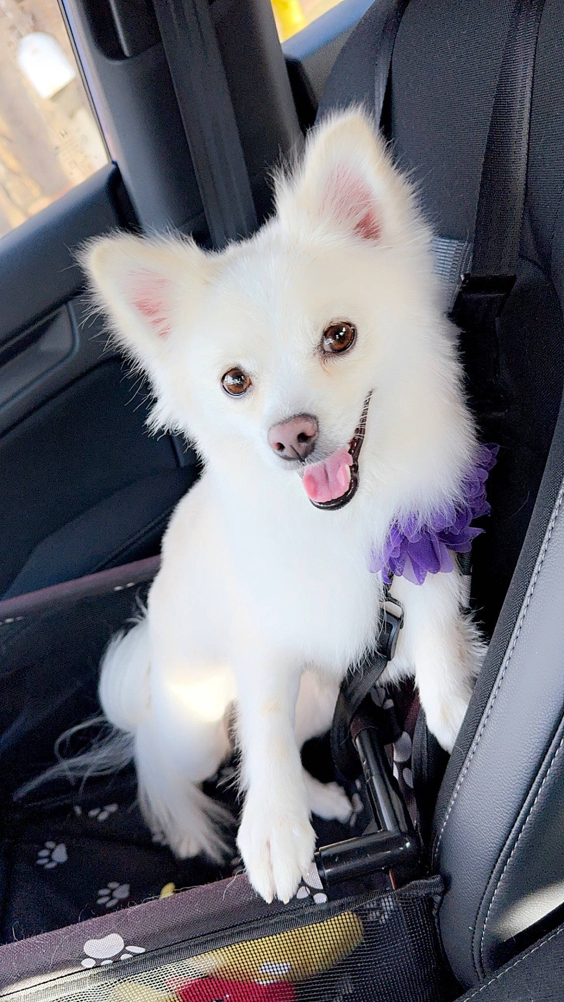 Layla is registered to the contest to win money with this photo: canidae, car, carnivore, companion_dog, dog, dog_breed, eye, fawn, fur, hood, non_sporting_group, photography, samoyed, snout, spitz, sporting_group, whiskers, windscreen_wiper, windshield, working_animal