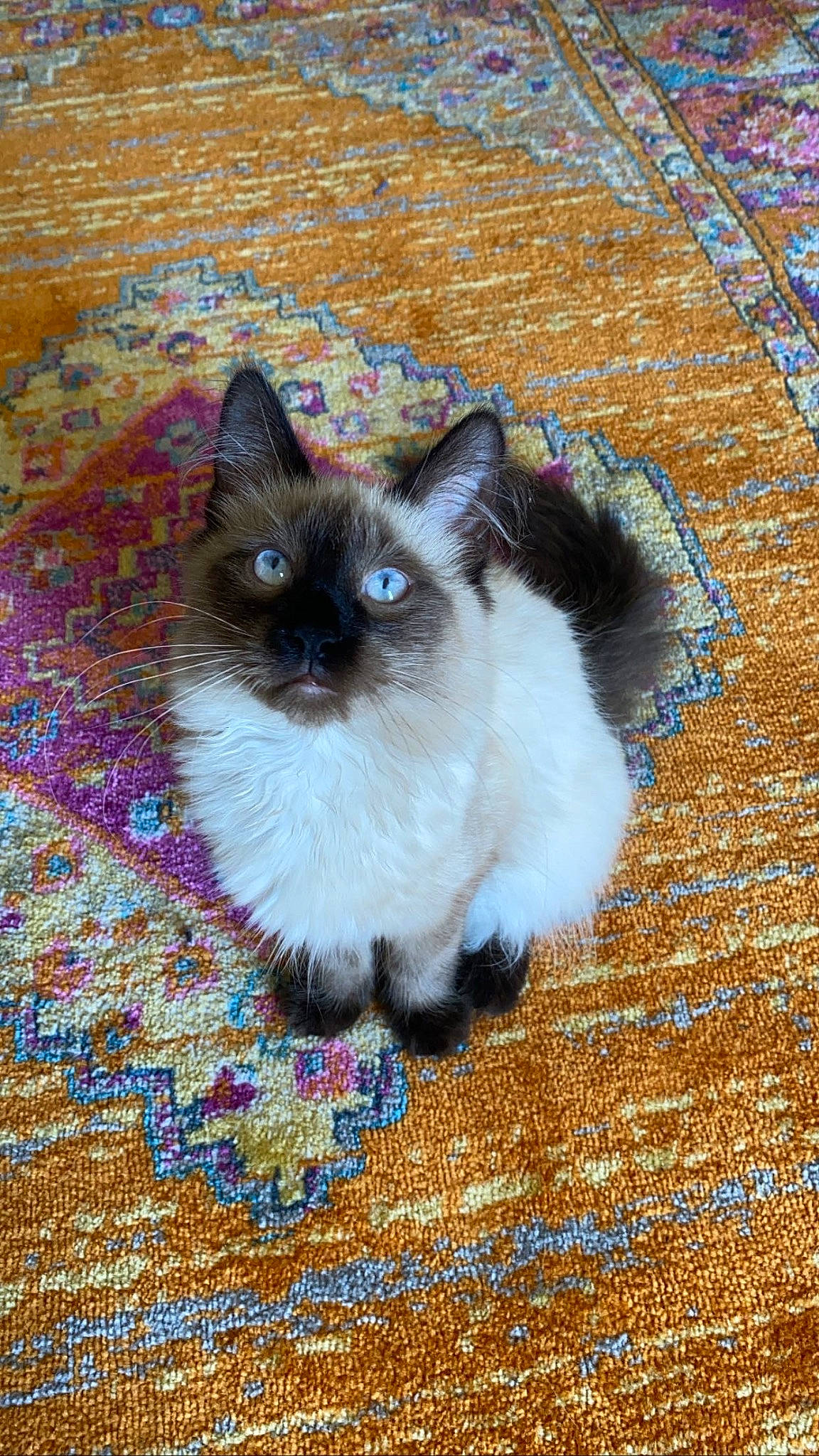 Cozmo is registered to the contest to win money with this photo: balinese, birman, carnivore, cat, creative_arts, electric_blue, fawn, felidae, flooring, fur, pattern, siamese, small_to_medium_sized_cats, snout, tail, terrestrial_animal, whiskers