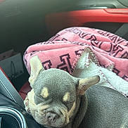 Mylo is registered to the contest to win money with this photo: puppy, dog, sleeping, car_interior, blanket, pink_blanket, cozy, cute, pet, fur, snuggling, canine, resting, travel, car_seat, animal, young_dog, companion, domestic_animal, relaxing