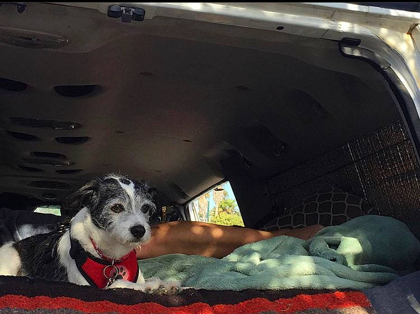 Eddie is registered to the contest to win money with this photo: australian_shepherd, border_collie, canidae, car, carnivore, companion_dog, dog, dog_breed, mammal, non_sporting_group, snout, sporting_group, vehicle, vehicle_door, window, working_dog