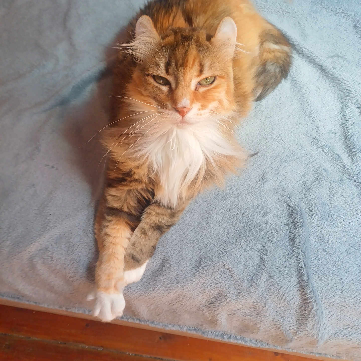 Pri participe au concours pour gagner de l'argent avec cette photo : animal, blanket, blue_blanket, cat, crossed_paws, cute, ears, feline, fluffy, indoor, mammal, orange_tabby, pet, relaxed, resting, soft_texture, tail, whiskers, white_fur, wooden_floor
