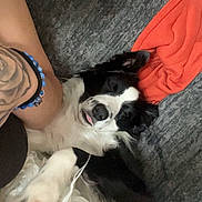 Roo joined the competition — help win amazing prizes! arm, black_and_white, blanket, bracelet, closeup, comfort, companion, couch, cozy, dog, fur, human, indoors, person, pet, relaxed, resting, sleeping, tattoo, tongue_out