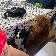 Canelo joined the competition — help win amazing prizes! dog, bed, blanket, tattoo, person, indoor, floor, pillow, fur, black_and_white, brown, curly_fur, waiting, looking_up, human_arm, floral_pattern, window, backpack, carpet, table