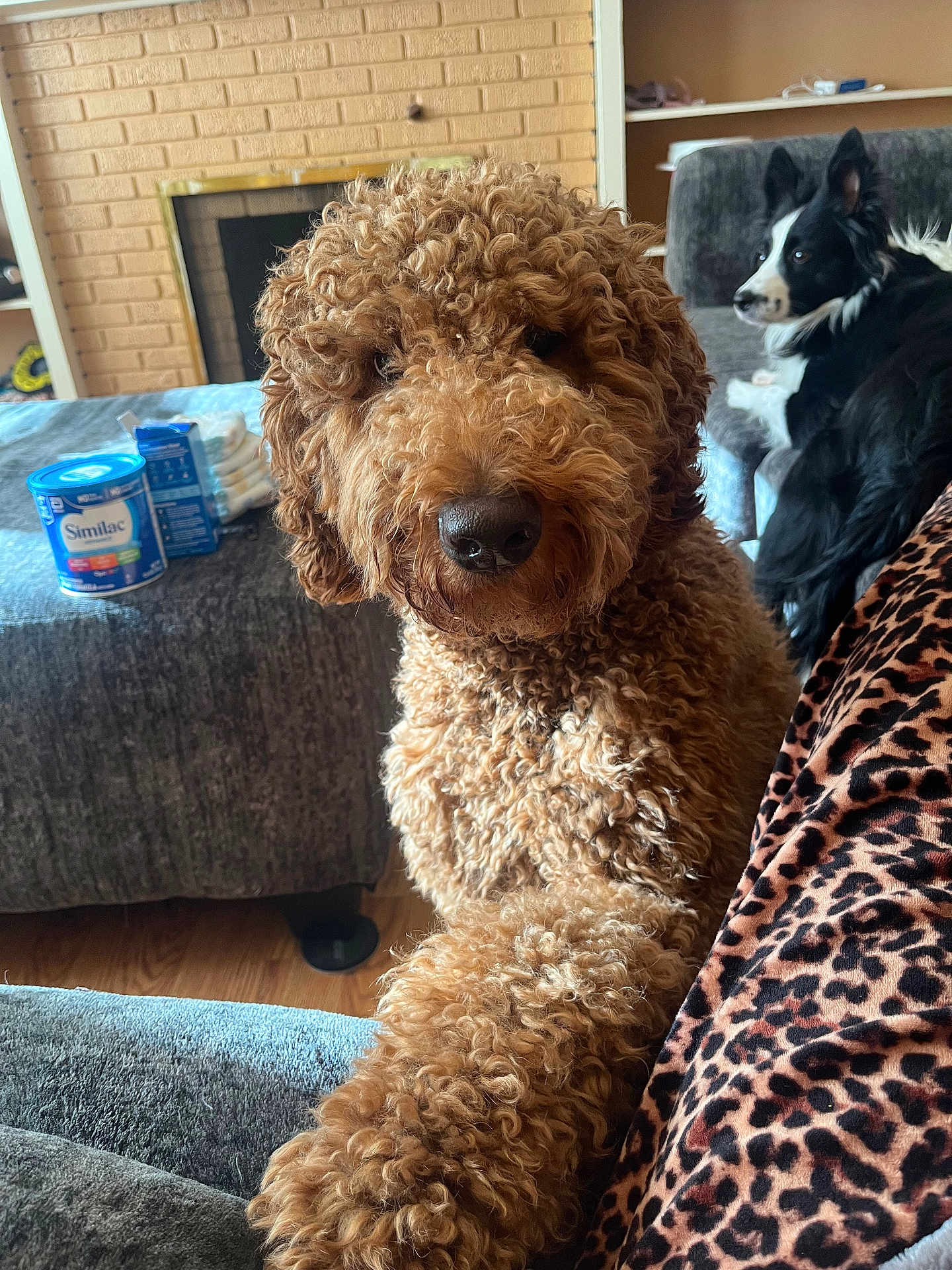 Canelo joined the competition — help win amazing prizes! dog, curly_fur, black_and_white_dog, couch, blanket, leopard_print, indoor, living_room, pet, fur, snout, nose, animal, canine, cozy, furniture, floor, brick_wall, container, household_items