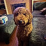 Canelo joined the competition — help win amazing prizes! dog, curly_fur, living_room, couch, fireplace, wooden_floor, pet, indoor, brown_dog, fur, home, furniture, animal, domestic_animal, cozy, carpet, sitting, cute, canine, companion
