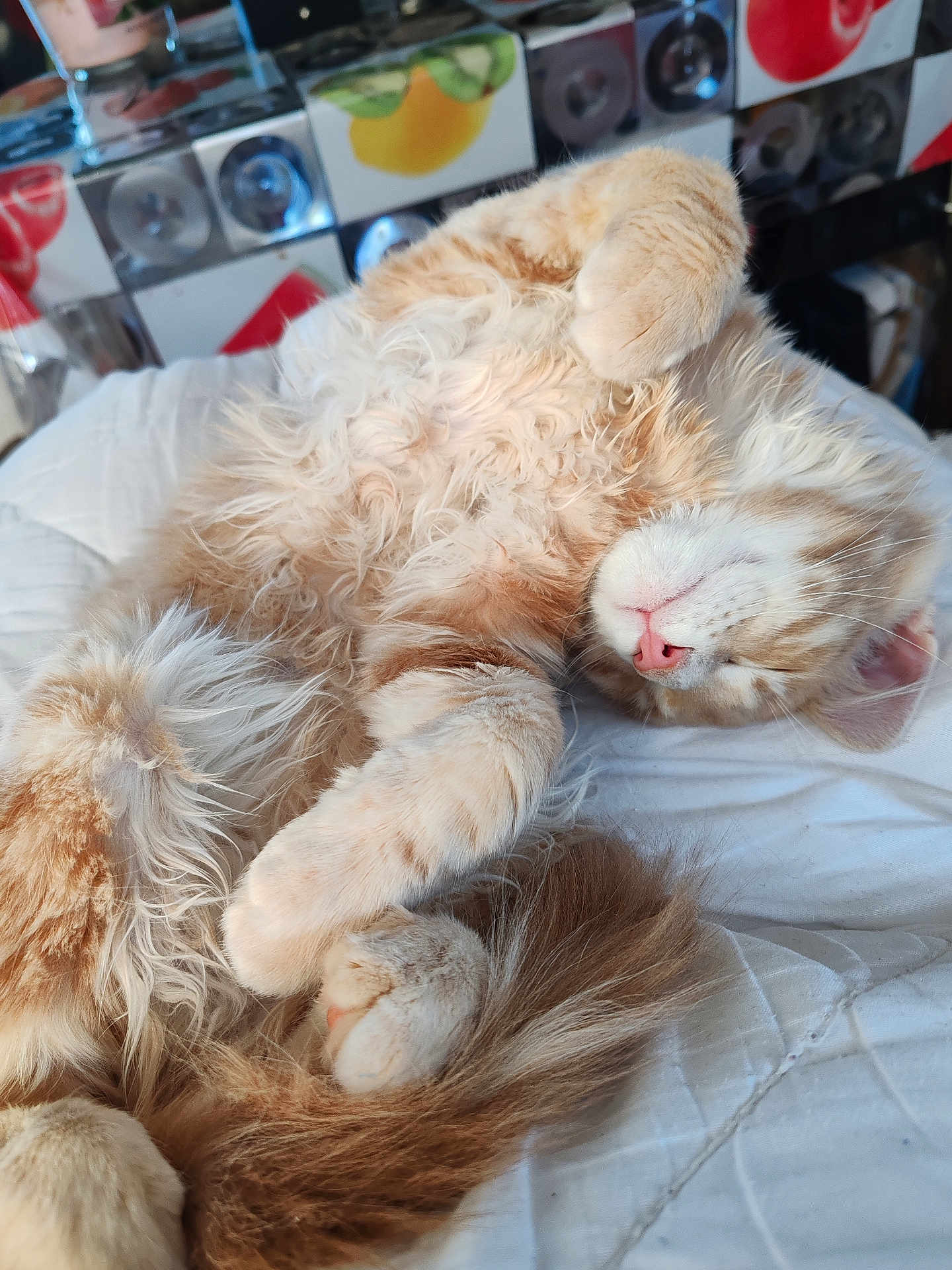 Canaillou a rejoint le concours — aidez-le/la à gagner de superbes lots ! cat, ginger_cat, fluffy, sleeping, relaxed, pet, animal, feline, whiskers, paws, tail, indoor, quilt, bed, cozy, cute, close_up, resting, soft, fur