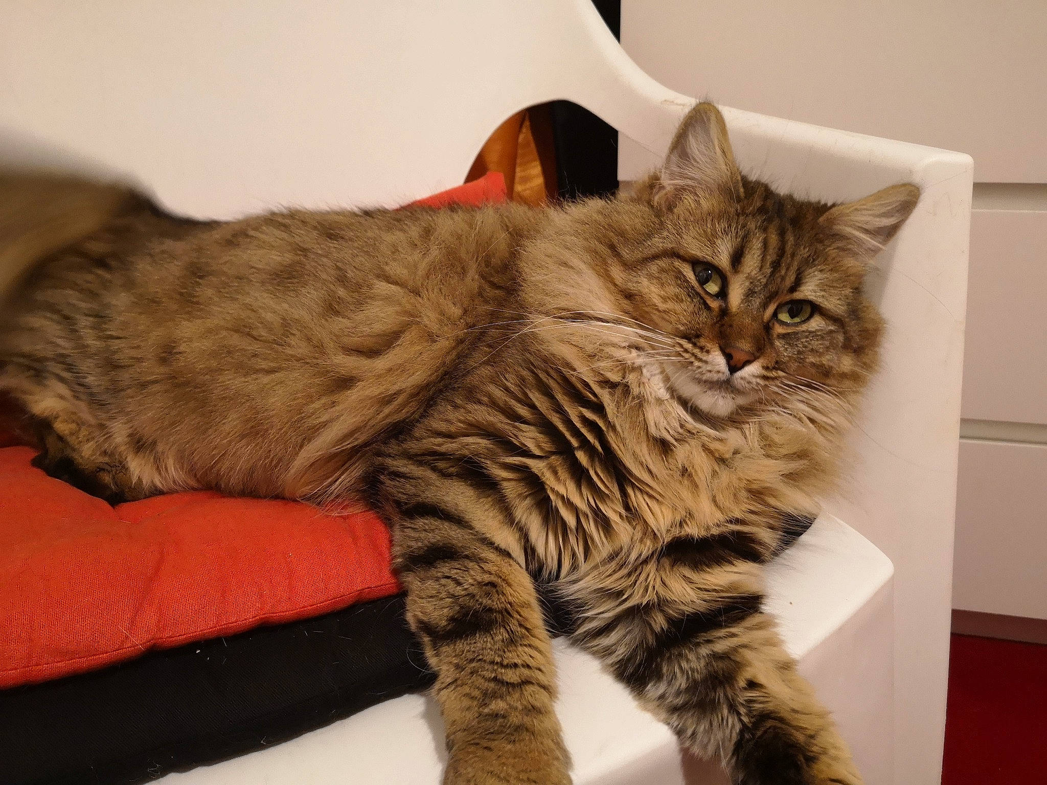 Lady participe au concours pour gagner de l'argent avec cette photo : carnivore, cat, claw, domestic_short_haired_cat, felidae, fur, paw, small_to_medium_sized_cats, tail, terrestrial_animal, whiskers