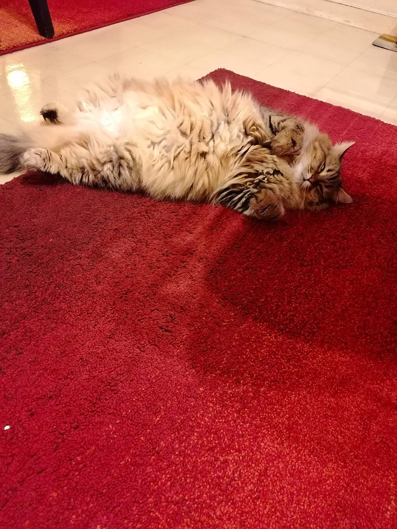 Lady a rejoint le concours — aidez-le/la à gagner de superbes lots ! bedding, carnivore, carpet, cat, comfort, domestic_short_haired_cat, felidae, floor, flooring, fur, grey, hardwood, linens, pattern, paw, small_to_medium_sized_cats, tail, terrestrial_animal, whiskers, wood