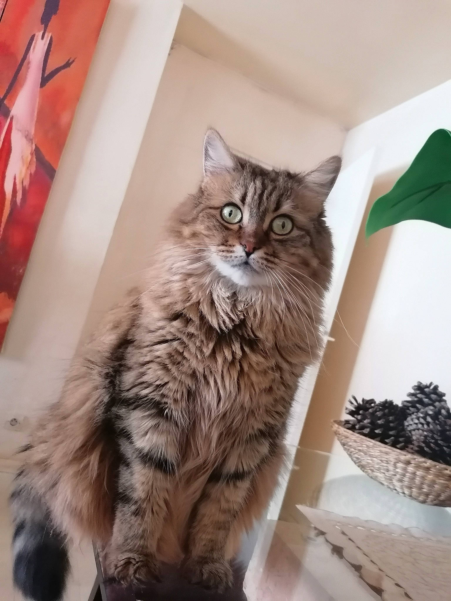 Lady participe au concours pour gagner de l'argent avec cette photo : box, british_longhair, carnivore, cat, comfort, domestic_short_haired_cat, felidae, fur, grey, maine_coon, pattern, paw, small_to_medium_sized_cats, tail, tree, whiskers, window, wood