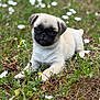 puppy, dog, pug, grass, flowers, outdoor, nature, animal, cute, young, pet, laying, greenery, small, fur, snout, black_face, brown, white_flowers, field