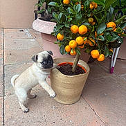 Aiko participe au concours pour gagner de l'argent avec cette photo : puppy, dog, pug, plant, orange_tree, potted_plant, pottery, tiled_floor, outdoor, curious, young_dog, pet, green_leaves, fruit, nature, small_dog, animal, garden, playful, adorable