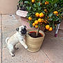 puppy, dog, pug, plant, orange_tree, potted_plant, pottery, tiled_floor, outdoor, curious, young_dog, pet, green_leaves, fruit, nature, small_dog, animal, garden, playful, adorable