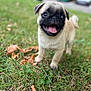 Aiko participe au concours pour gagner de l'argent avec cette photo : pug, puppy, dog, grass, outdoor, tongue_out, happy, playful, pet, animal, cute, young, closeup, nature, leaf, background_blur, fur, mammal, small, standing