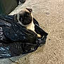 Aiko participe au concours pour gagner de l'argent avec cette photo : pug, puppy, dog, plastic_bag, sidewalk, concrete, street, trash_bin, wheel, black, curious, pet, animal, young, cute, outdoor, looking, wrapped, small, alone