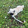 puppy, dog, pug, grass, field, stick, nature, wildflowers, outdoor, animal, cute, young, pet, playful, greenery, small, adorable, chewing, relaxing, summer