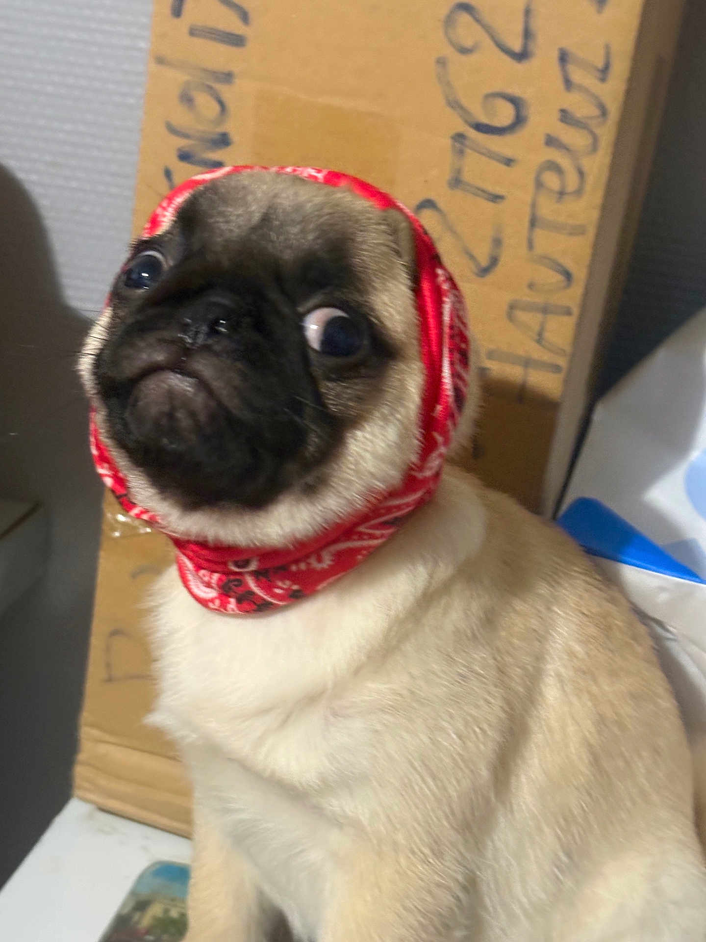 Aiko