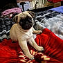 puppy, pug, dog, bed, blanket, red_blanket, patterned_blanket, cozy, indoor, pet, animal, cute, fur, small_dog, lying_down, bedroom, decor, folded_clothes, rose_decoration, soft_texture