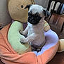 puppy, dog, pug, plush_toy, stuffed_animal, indoor, floor, cute, pet, animal, small_dog, toy, soft, brown, black_face, sitting, young, adorable, furry, home
