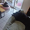 dog, black_dog, pet_bed, indoor, tile_floor, sliding_glass_door, curtain, chair, wooden_table, relaxing, cozy, home, window, daylight, resting, domestic_animal, furniture, quiet, companion, animal