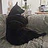 dog, black_dog, pet, indoors, blanket, couch, leaf_pattern, plant, wall_clock, framed_art, furniture, relaxing, cozy, domestic, living_room, fur, side_view, harness, resting, calm