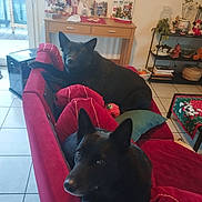 Téka La Chance a rejoint le concours — aidez-le/la à gagner de superbes lots ! dog, black_dog, couch, red_couch, living_room, indoor, plant, decorations, table, pillows, tile_floor, window, shelf, basket, toy, furniture, relaxed, pet, cozy, home