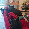 dog, black_dog, couch, red_couch, living_room, indoor, plant, decorations, table, pillows, tile_floor, window, shelf, basket, toy, furniture, relaxed, pet, cozy, home