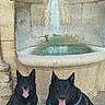 dog, black_dog, sitting, stone_fountain, water, tongue_out, happy, outdoor, leash, pet, canine, animal, panting, old_wall, stone_wall, daylight, two_dogs, smiling, ears_up, companion