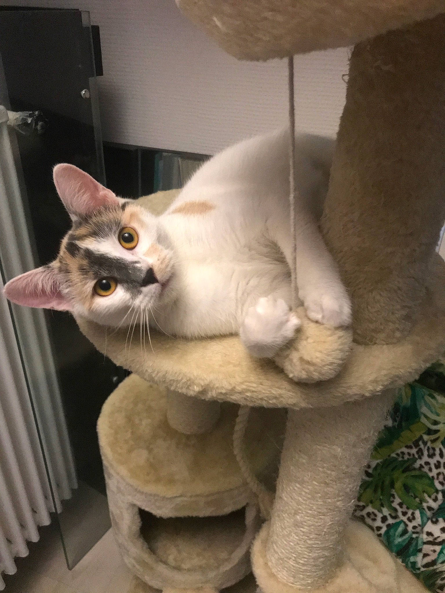 Nala a rejoint le concours — aidez-le/la à gagner de superbes lots ! asian, burmilla, carnivore, cat, devon_rex, domestic_short_haired_cat, fawn, felidae, mammal, oriental_shorthair, small_to_medium_sized_cats, tail, whiskers