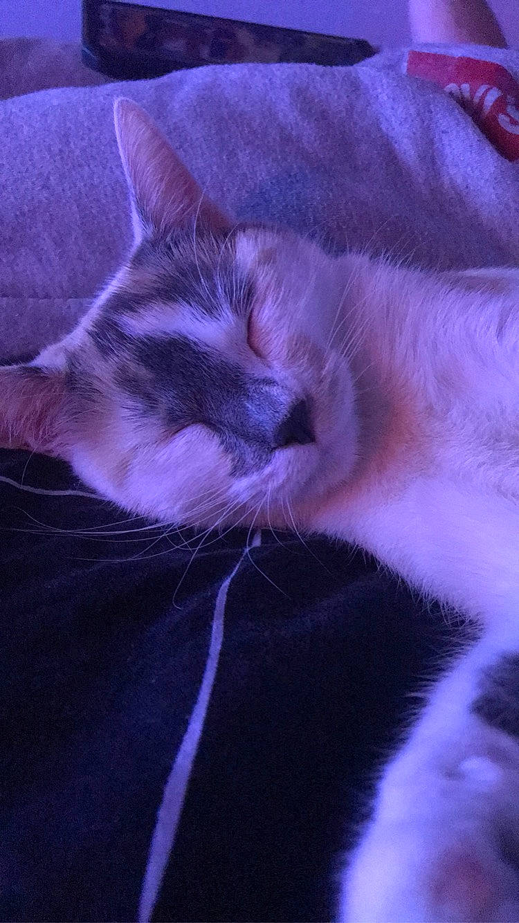 Nala participe au concours pour gagner de l'argent avec cette photo : carnivore, cat, close_up, felidae, fur, kitten, lilac, nap, polydactyl_cat, purple, sleep, small_to_medium_sized_cats, snout, violet, whiskers