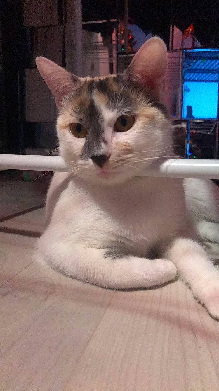 Nala participe au concours pour gagner de l'argent avec cette photo : aegean_cat, asian, burmilla, carnivore, cat, colorpoint_shorthair, domestic_short_haired_cat, fawn, felidae, javanese, kitten, mammal, polydactyl_cat, singapura, small_to_medium_sized_cats, snout, thai, tonkinese, vertebrate, whiskers