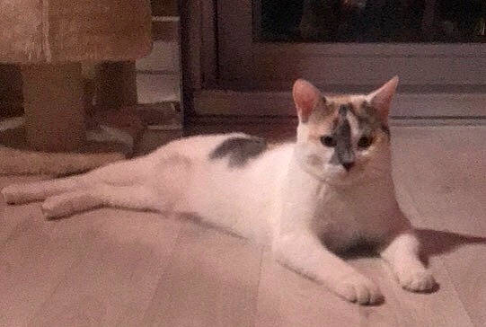 Nala participe au concours pour gagner de l'argent avec cette photo : aegean_cat, american_wirehair, asian, carnivore, cat, domestic_short_haired_cat, european_shorthair, fawn, felidae, kitten, mammal, polydactyl_cat, singapura, small_to_medium_sized_cats, tail, vertebrate, whiskers