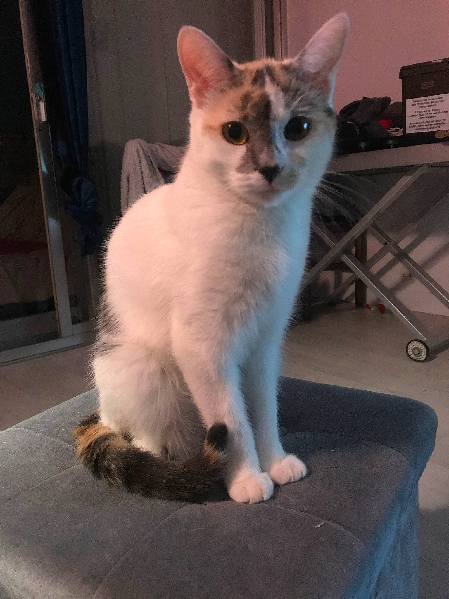 Nala participe au concours pour gagner de l'argent avec cette photo : aegean_cat, asian, balinese, burmilla, carnivore, cat, colorpoint_shorthair, fawn, felidae, german_rex, javanese, kitten, mammal, oriental_longhair, oriental_shorthair, small_to_medium_sized_cats, tail, turkish_angora, vertebrate, whiskers