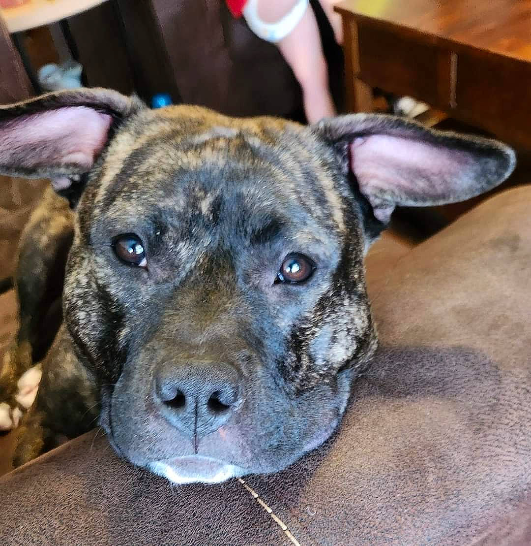 Angel is registered to the contest to win money with this photo: ancient_dog_breeds, canidae, carnivore, collar, companion_dog, dog, dog_breed, dog_collar, eye, fawn, guard_dog, non_sporting_group, sporting_group, terrestrial_animal, whiskers, working_animal, working_dog