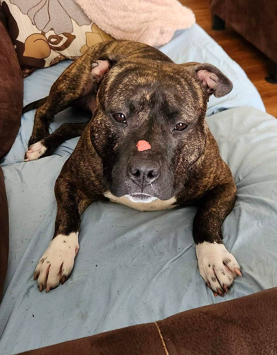 Angel joined the competition — help win amazing prizes! boxer, canidae, carnivore, companion_dog, dog, dog_breed, fawn, fur, guard_dog, liver, molosser, non_sporting_group, puppy, snout, sporting_group, terrestrial_animal, whiskers, working_animal, working_dog, wrinkle